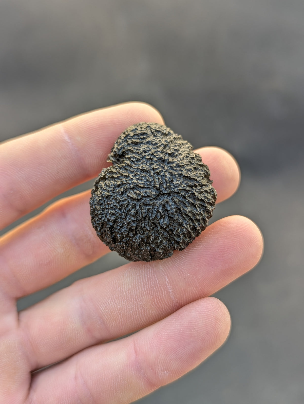 Moravian Moldavite – Mohelno | 38.17 g | Collector-Grade Specimen