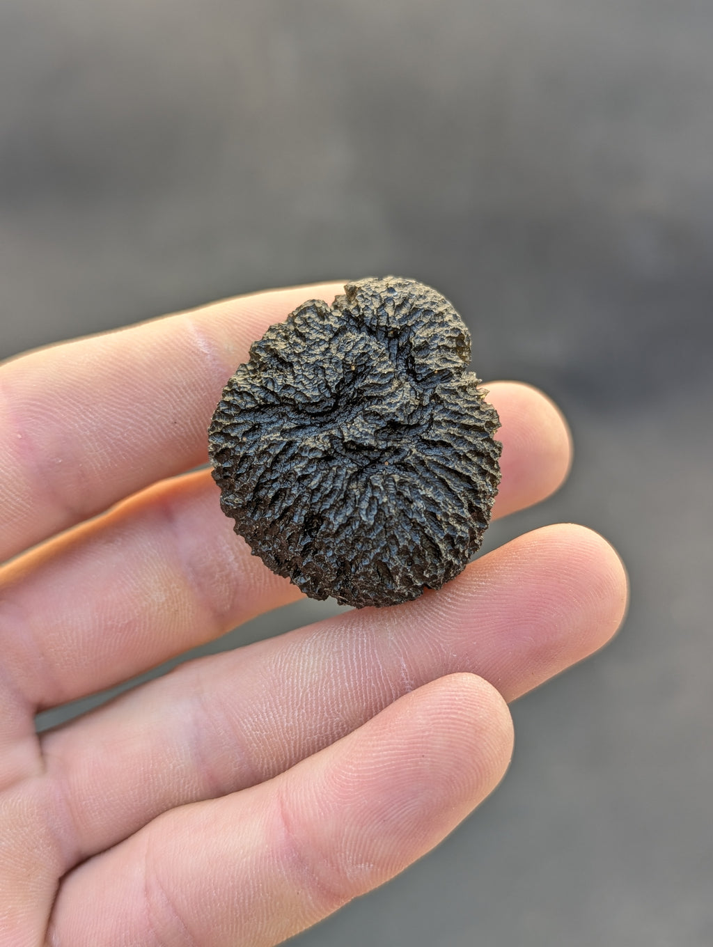 Moravian Moldavite – Mohelno | 38.17 g | Collector-Grade Specimen