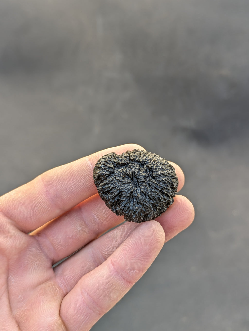 Moravian Moldavite – Mohelno | 38.17 g | Collector-Grade Specimen
