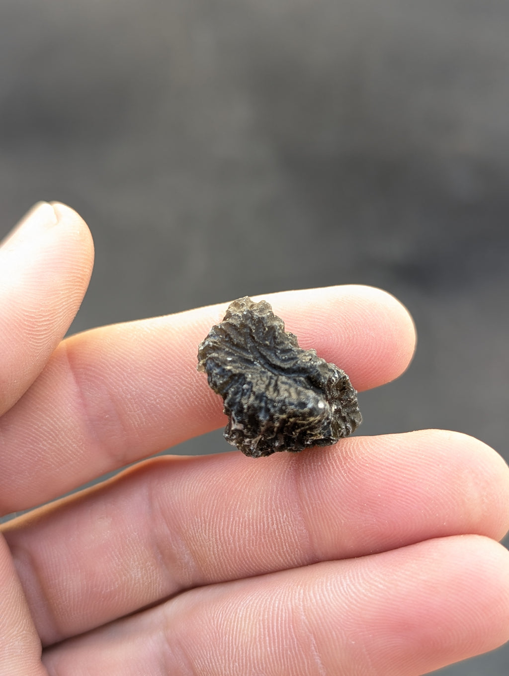 Moravian Moldavite – Slavětice | 8.73 g | Collector-Grade Specimen