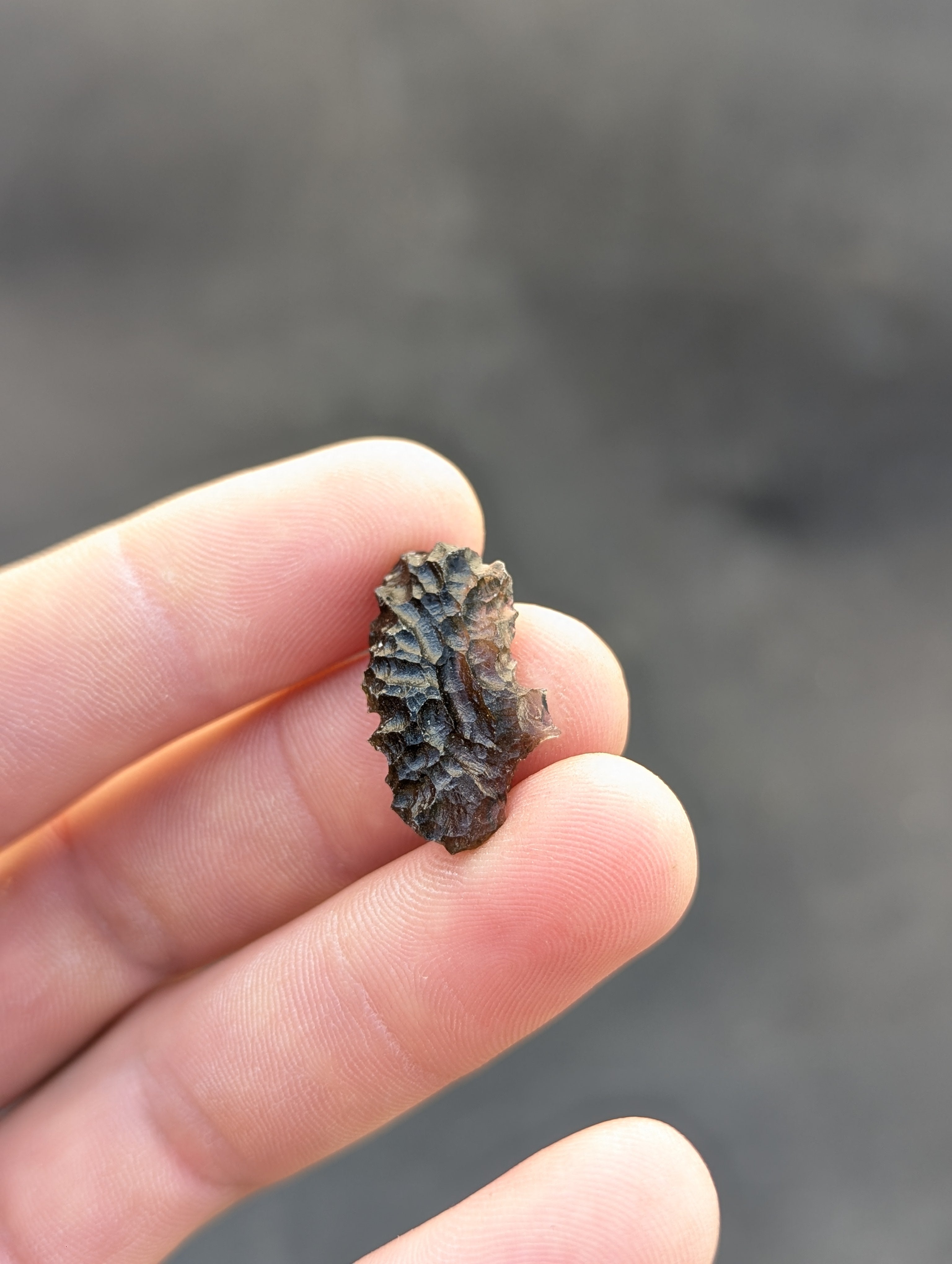 Moravian Moldavite – Slavětice | 2.42 g | Hedgehog Collector Specimen