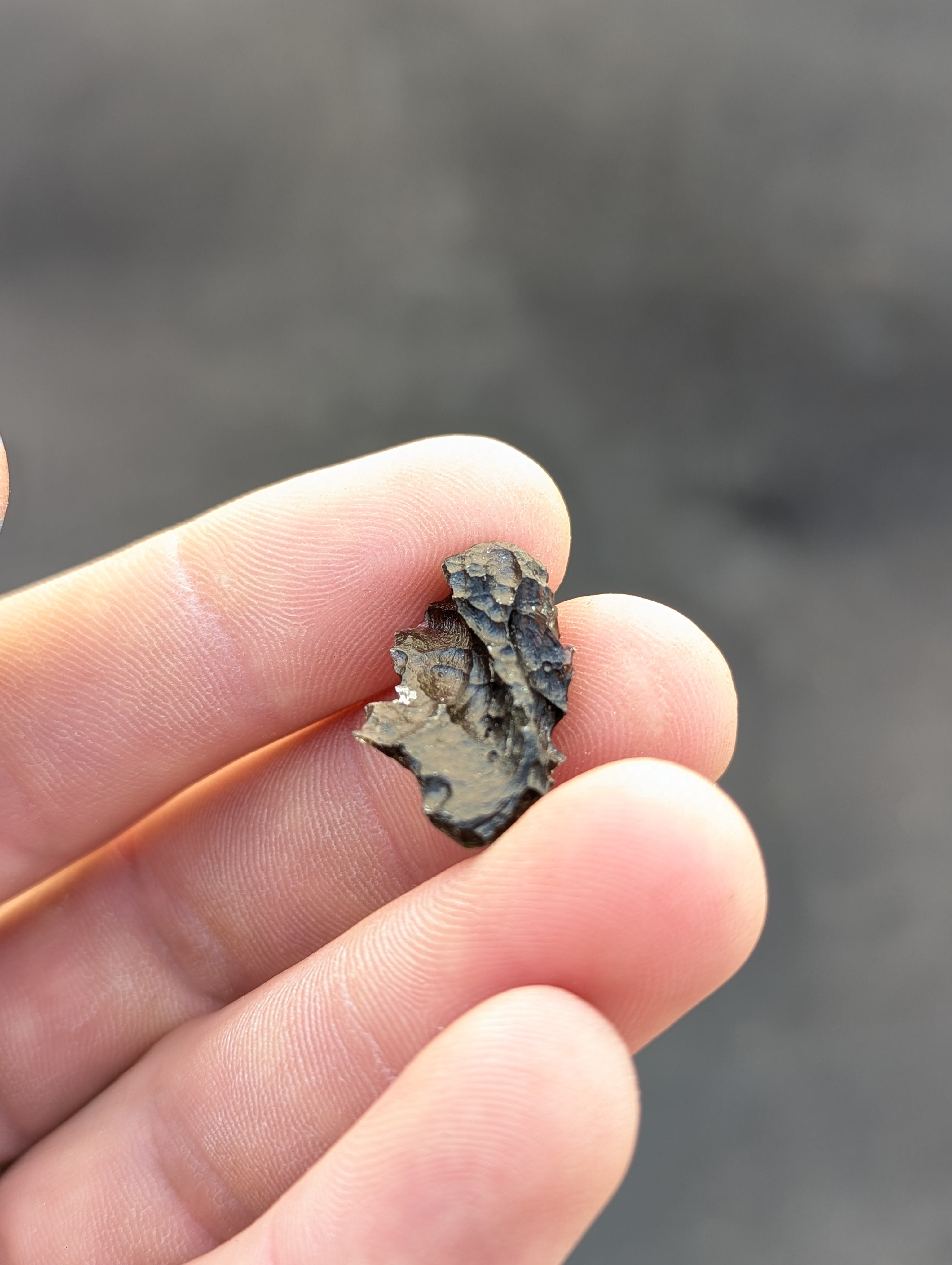 Moravian Moldavite – Slavětice | 2.42 g | Hedgehog Collector Specimen