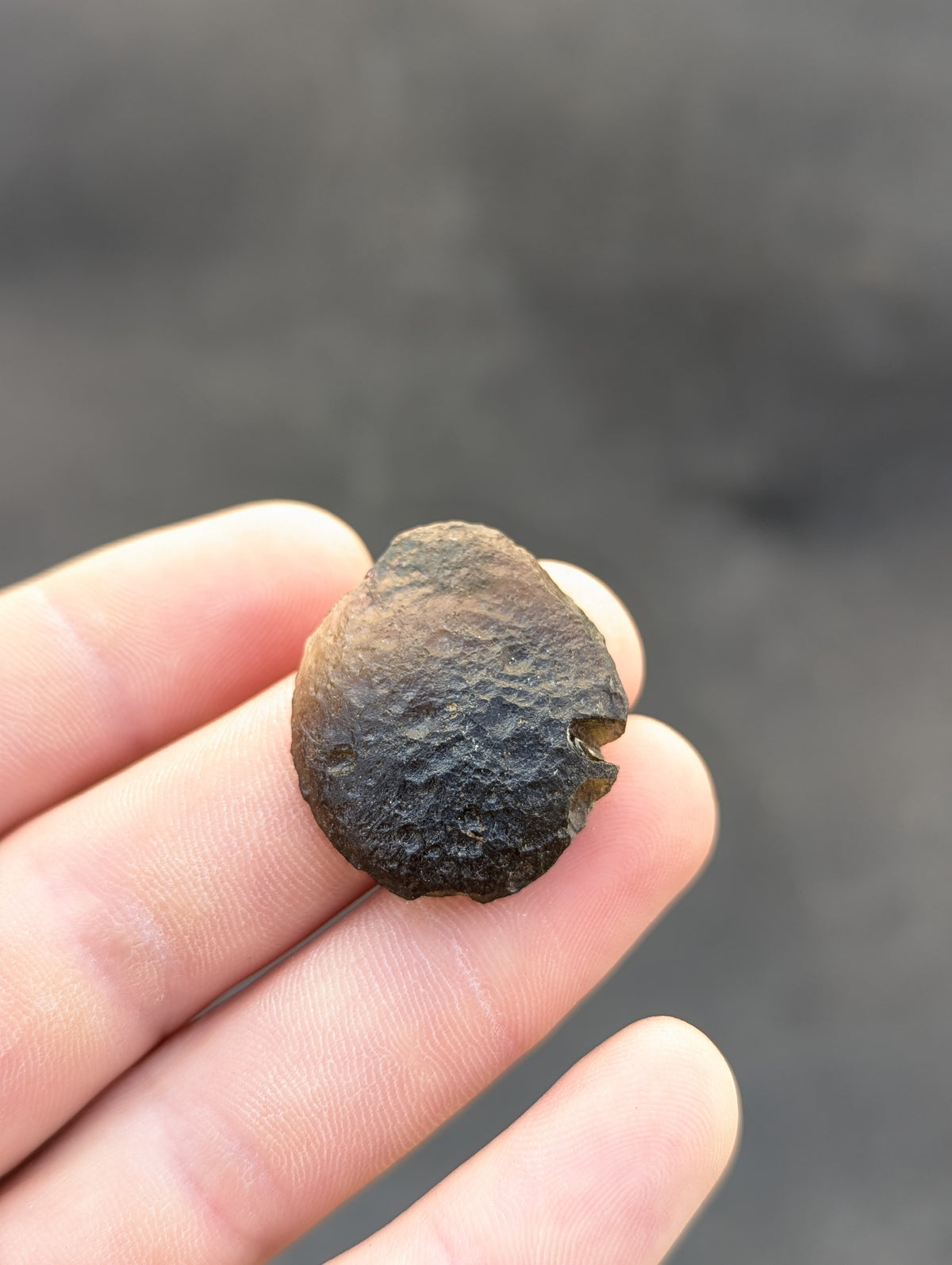 Moravian Moldavite – Kuchařovice | 8.15 g | Green Disk Collector Specimen