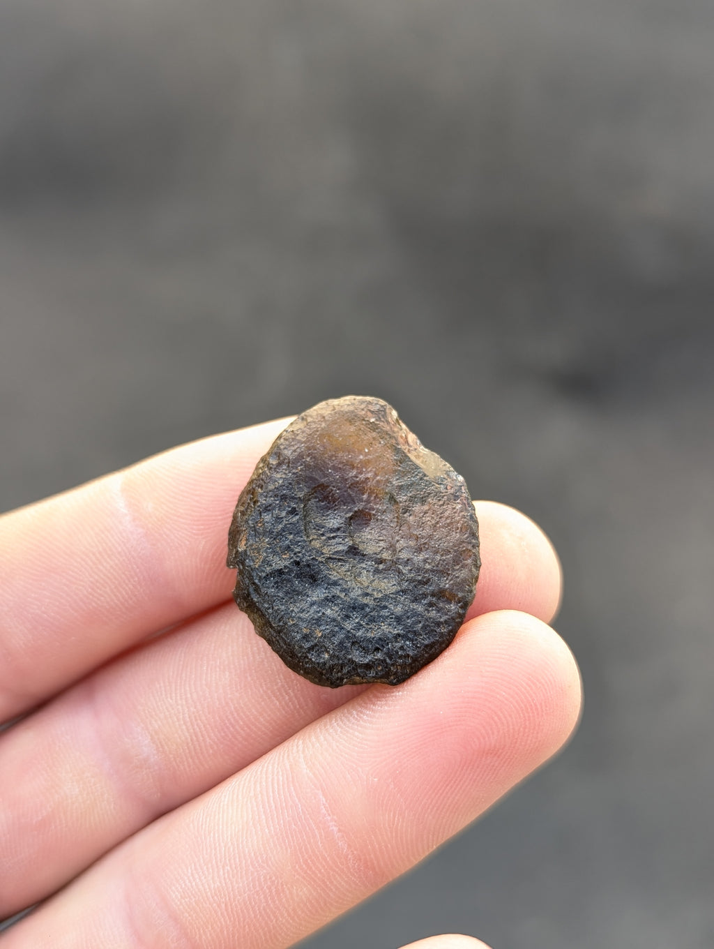Moravian Moldavite – Kuchařovice | 8.15 g | Green Disk Collector Specimen