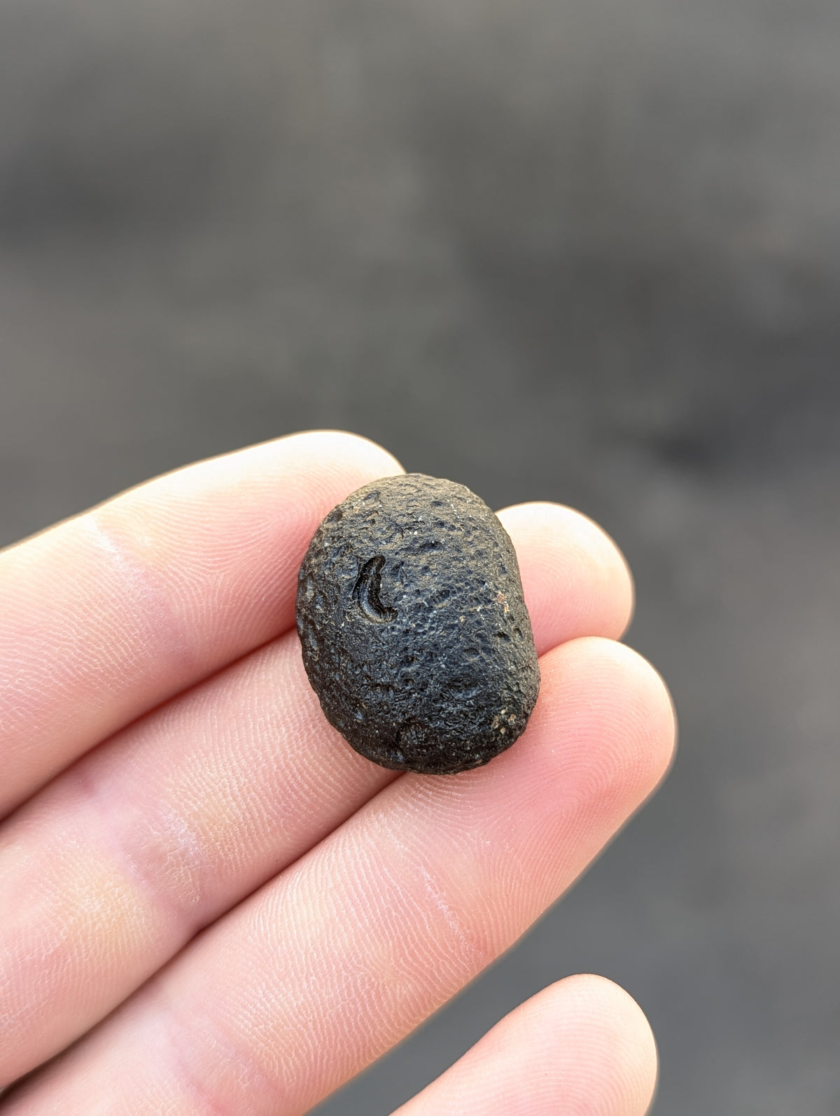 Moravian Moldavite – Kuchařovice | 9.40 g | Crescent-Sculpted Collector Specimen