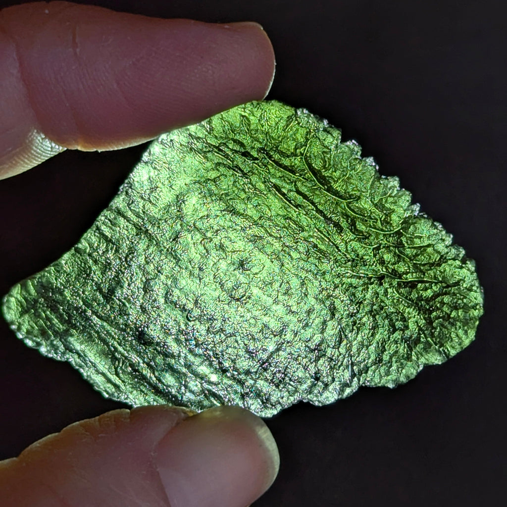 Natural Moldavite from the Olešnice locality with flat fan-like shape resembling a leaf, widening toward one edge and olive green translucency on white background - back side, backlight.