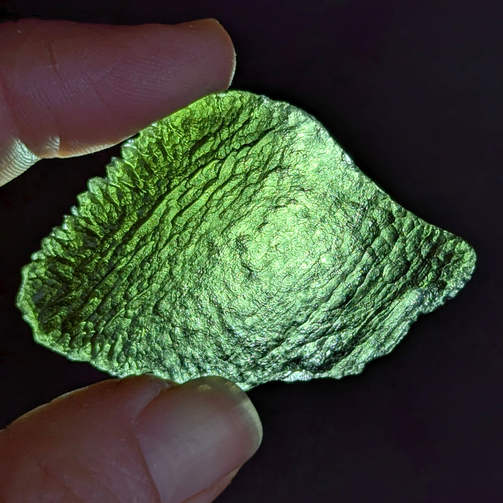 Natural Moldavite from the Olešnice locality with flat fan-like shape resembling a leaf, widening toward one edge and olive green translucency on white background - front view, backlight.
