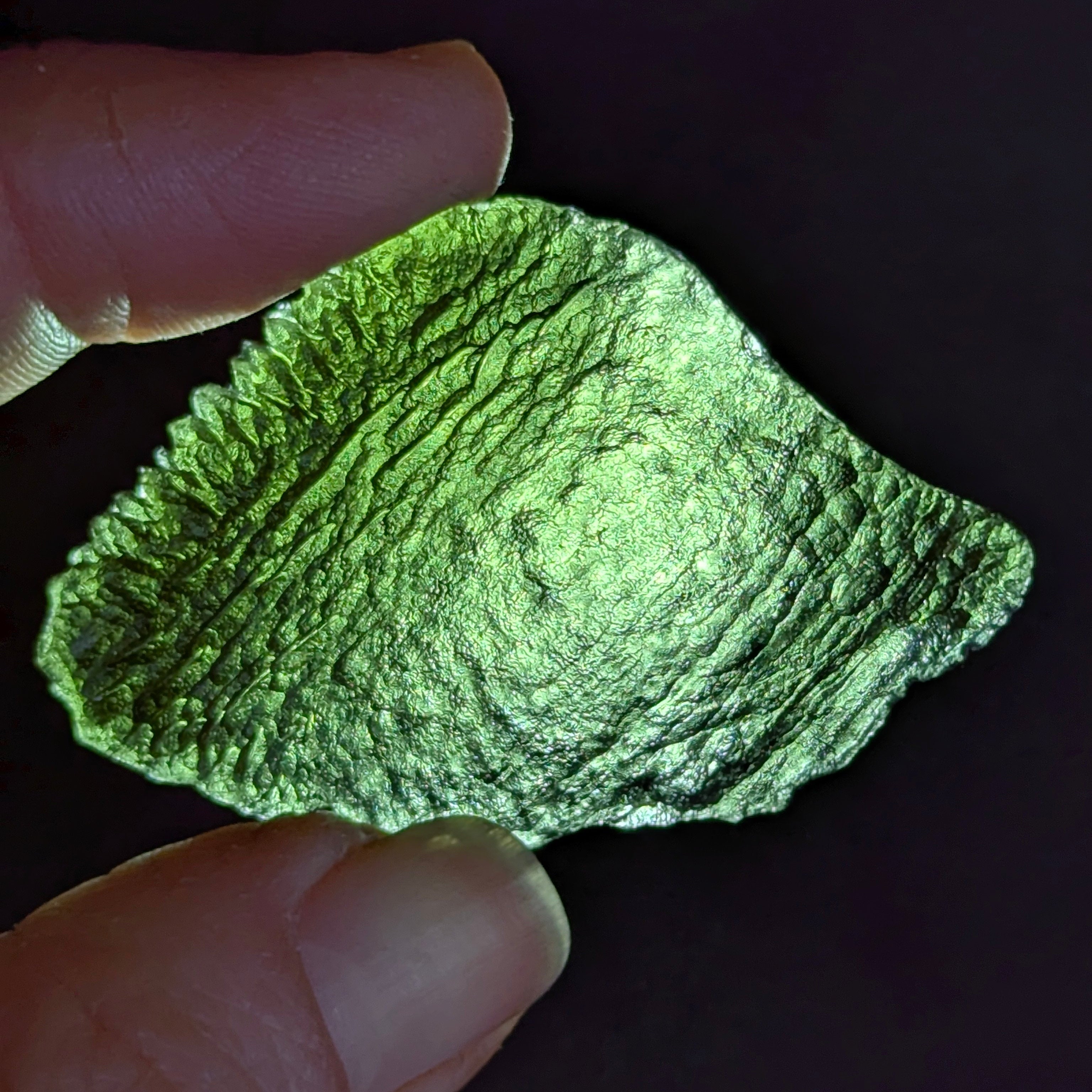 Natural Moldavite from the Olešnice locality with flat fan-like shape resembling a leaf, widening toward one edge and olive green translucency on white background - front view, backlight.